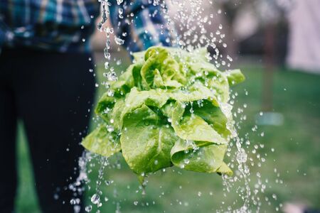 Hands holding fresh lettuce from small farm and washing vegetables.. Concept of agricultural. Young woman picking vegetables. Splash of water.の写真素材