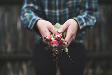 Hands holding fresh radish from small farm. Concept of agricultural. Young woman picking root vegetables.の写真素材