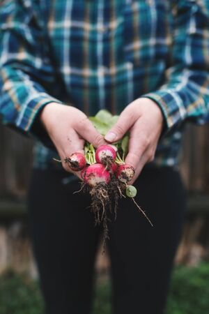 Hands holding fresh radish from small farm. Concept of agricultural. Young woman picking root vegetables.の写真素材