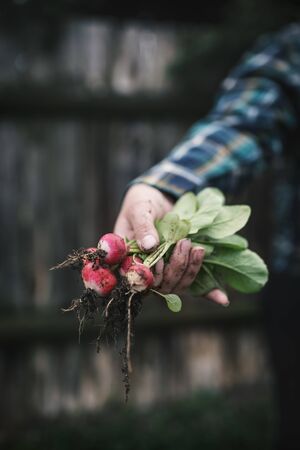 Hands holding fresh radish from small farm. Concept of agricultural. Young woman picking root vegetables.の写真素材