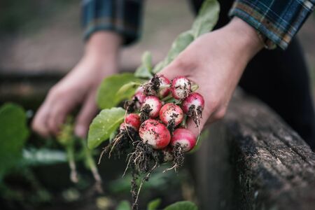 Vegetable harvest. Hands holding a fresh radish from small farm. Concept of agricultural. Young woman picking root vegetables.の写真素材
