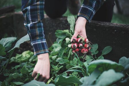 Vegetable harvest. Hands holding a fresh radish from small farm. Concept of agricultural. Young woman picking root vegetables.の写真素材
