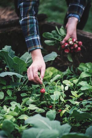 Vegetable harvest. Hands holding a fresh radish from small farm. Concept of agricultural. Young woman picking root vegetables.の写真素材