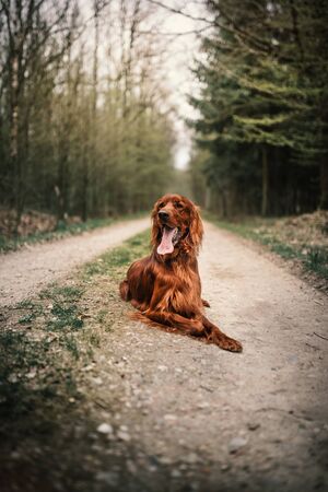Beautiful young irish setter lie on a ground in the forest. Hunting dog in a nature. Concept of pets.の写真素材