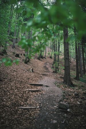Path in the forest with no people. Beautiful spring season in the forest.の写真素材