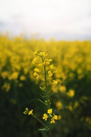 Field of oilseed rape. Concept of agriculture. Rape field in blossom.の写真素材
