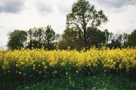 Field of oilseed rape. Concept of agriculture. Rape field in blossom.の写真素材
