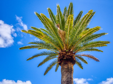 Tall Date palm tree isolated against the blue sky and clouds on a sunny dayの写真素材