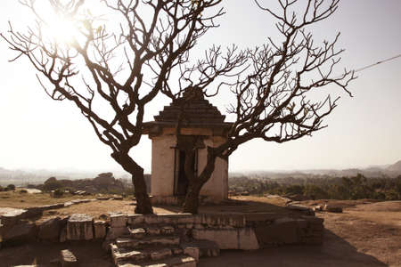 a solitaire tree with a temple on the hillの写真素材