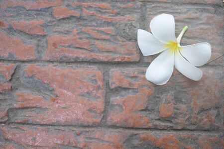 Plumeria on the ground, Frangipani tropical flowers.Vintage Filter Effect on plumeria with Sunsetの写真素材