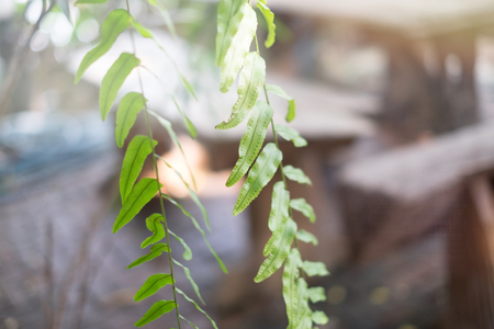 Exotic tropical ferns with shallow depth of field, ideal use for background.の写真素材