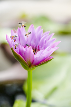 lotus blossom blooming with soft focusing at flying beesの写真素材