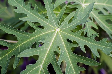 green leaf backgroundの写真素材