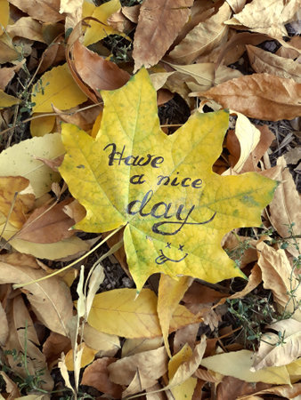 A maple leaf lies with the inscription "Have a nice day" on the fall forest floor.の写真素材
