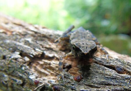 small green frog on a trunk in the river of the jungles of Costa Rica with the background out of focus in its natural and wild habitatの写真素材