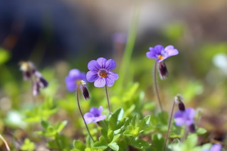 beautiful flowers on backgroundの素材
