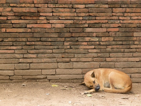 Dog in Thai templeの写真素材