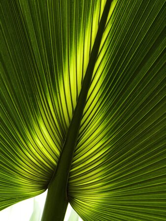 green and yellow line