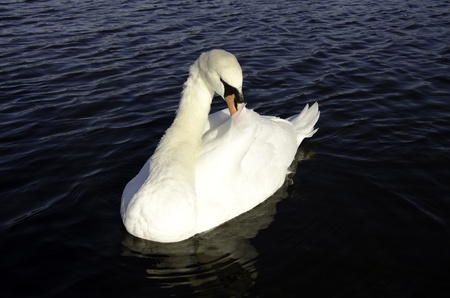 Swan clean bodyの写真素材