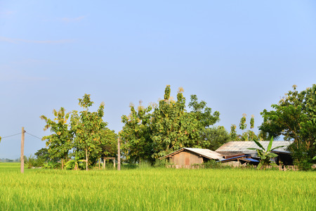 House of farmers in thailandのeditorial素材