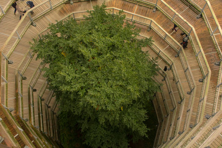 Looking down on tree and wooden rampの写真素材
