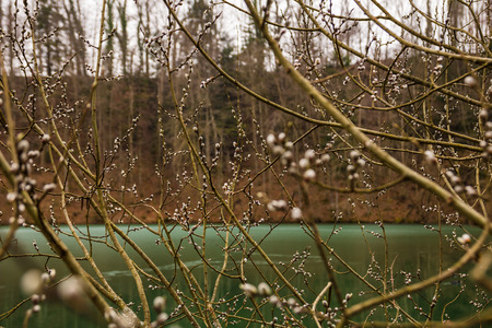 pussy willow in forest and pondの写真素材