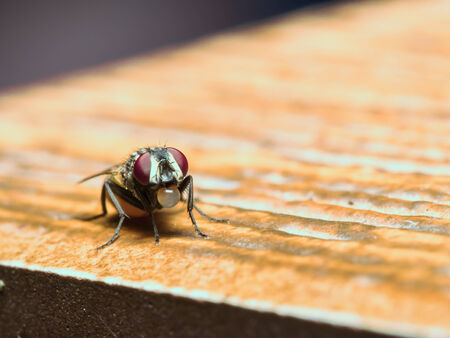 marco shot of fly with bubble in mouthの写真素材