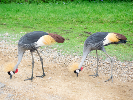 A pair of crowned craneの写真素材