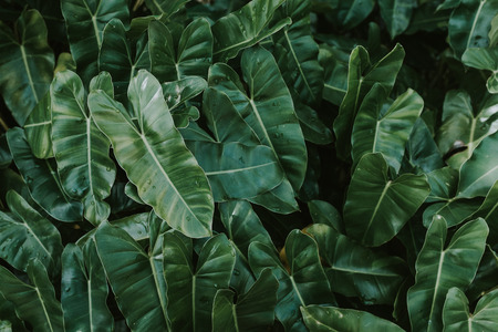 Background of green leaf with dew. Natural background concept.の写真素材