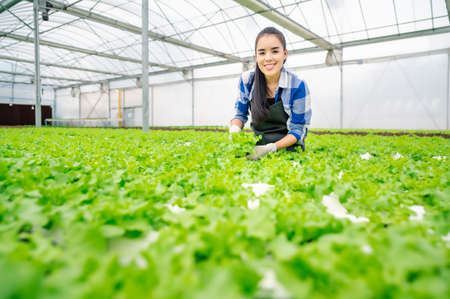 Happy and positive young adult asian woman harvesting vegetable in a greenhouse hydroponic farm. Fresh organic vegetables.の写真素材