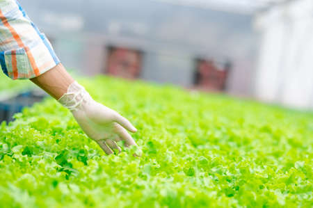 farmer hand wearing glove touching fresh lettuce vegetables with care in hydroponic farm