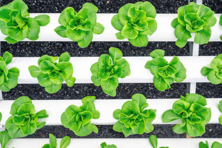 Top view of rows of fresh green butterhead lettuce vegetables in hydroponics farmの写真素材