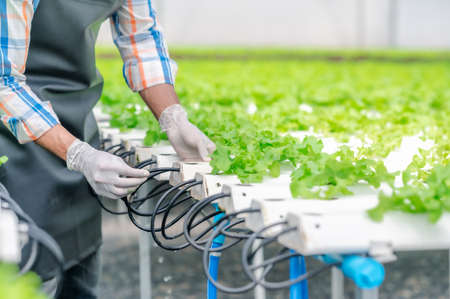 Farmer adjusting water pipe for supply watering system in hydroponic greenhouseの写真素材