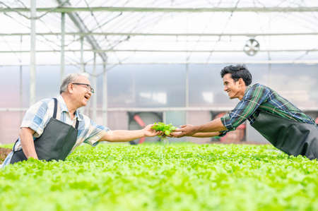 Happy senior Asian man holding fresh lettuce vegetable and showing thumb up in greenhouse hydroponic...