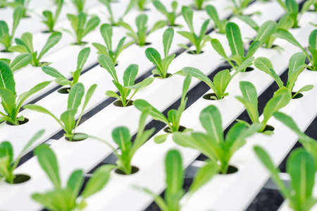 Close up shot of rows of fresh baby green cos lettuce vegetables in hydroponics farmの写真素材