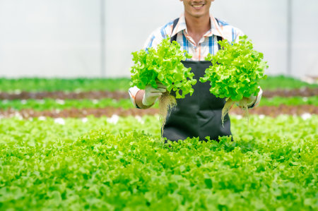 Crop shot of Happy man smiling and holding fresh green oak lettuce in hydroponic vegetables farm. Small business entrepreneur success concept. photo focused on vegetablesの写真素材