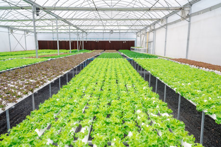 fresh green oak vegetables in hydroponic greenhouse farmの写真素材