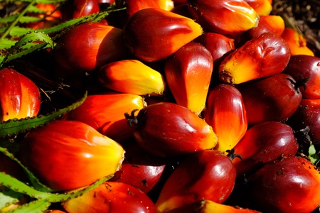 Palm Fruitの写真素材