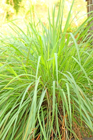Lemon grassの写真素材