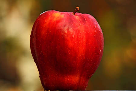 Appleの写真素材