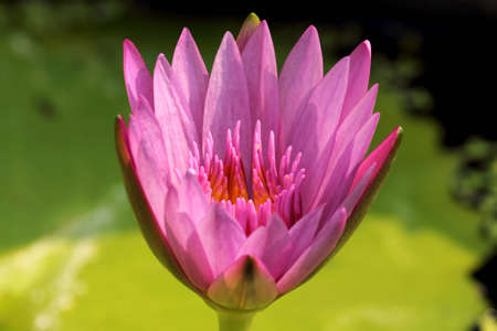 Lotus blossomの写真素材