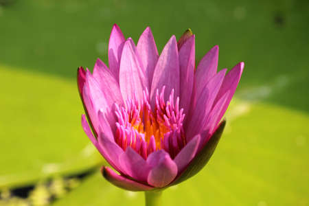 Lotus blossomの写真素材