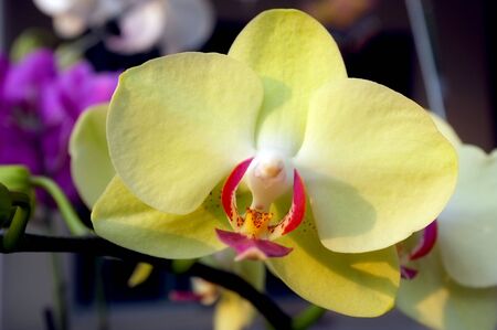 Yellow Orchidの写真素材