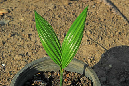 Coconut seedlingsの写真素材