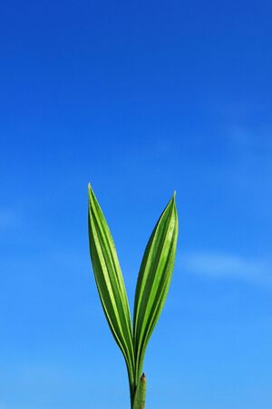 Coconut seedlingsの写真素材