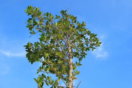 Treeの写真素材