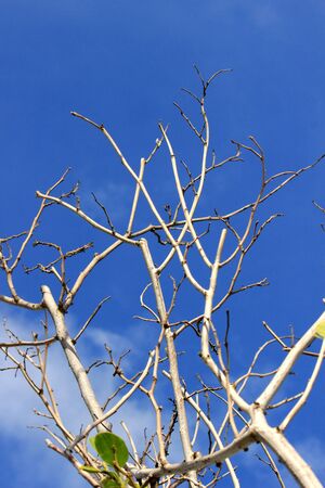 Dry treeの写真素材
