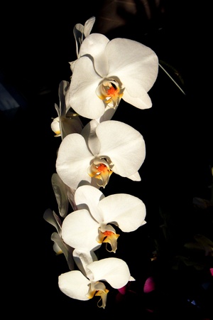 White Orchidの写真素材