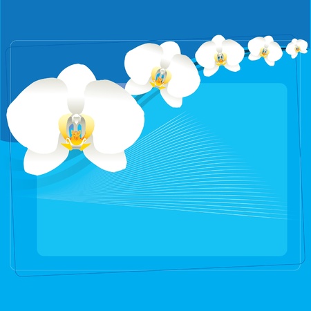 White Orchid Backgroundのイラスト素材