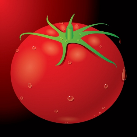 Tomatoのイラスト素材